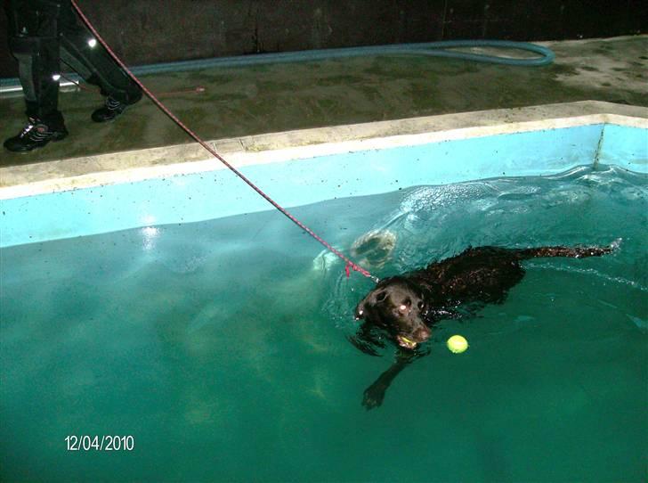 Blanding af racer King billede 12