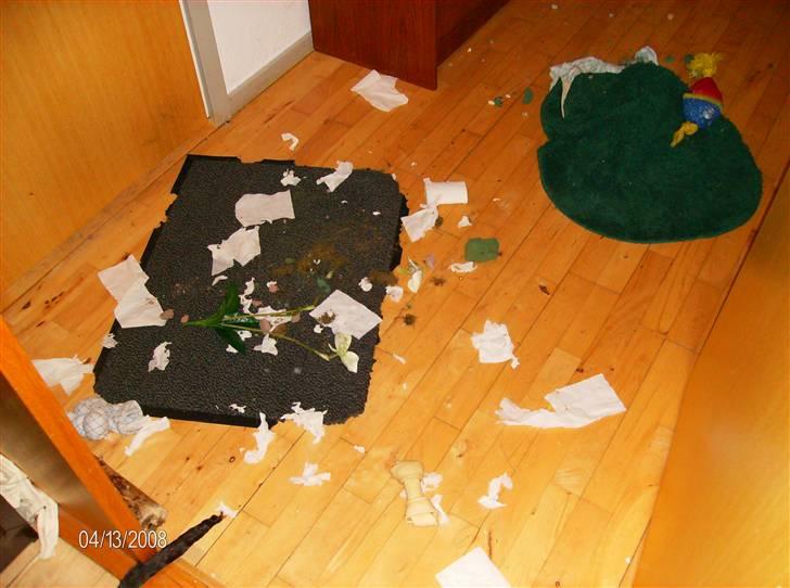 Blanding af racer King - En dag jeg kom hjem fra job den havede vist moret sig den var ikke så gammel der billede 15