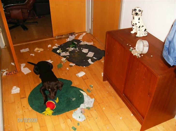 Blanding af racer King - En dag jeg kom hjem fra job den havede vist moret sig den var ikke så gammel der billede 16