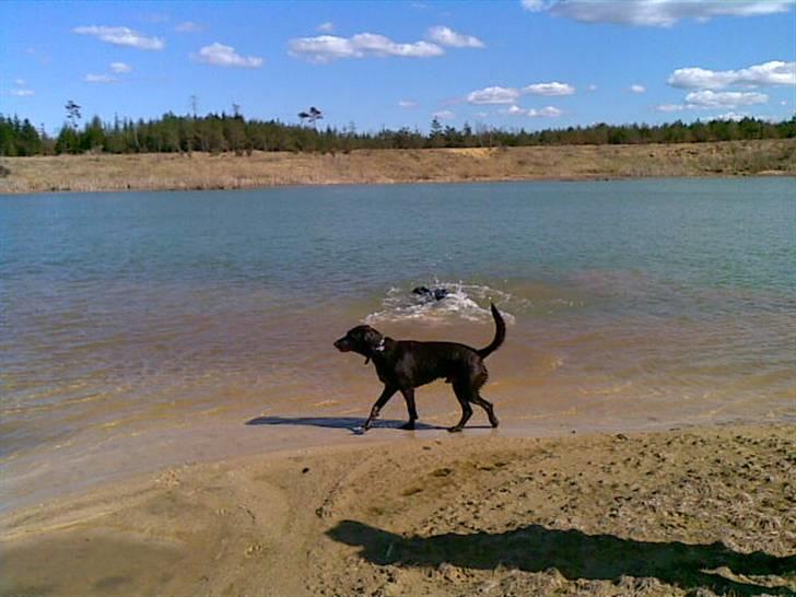 Blanding af racer King billede 17