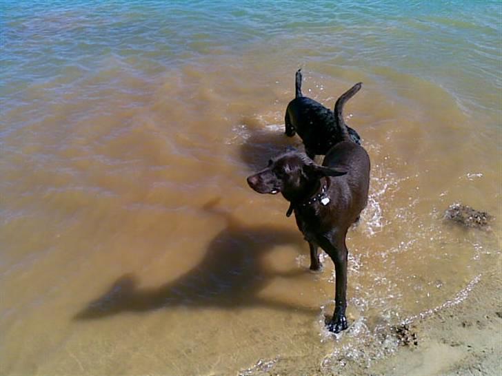 Blanding af racer King billede 18