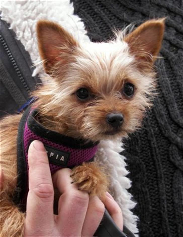 Blanding af racer *** Pippi ***FLYTTET*** - Pippi er så glad for at være med alle vegne.... billede 2