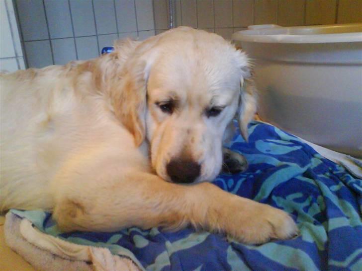 Golden retriever HUGO - konge ørnen...  billede 1