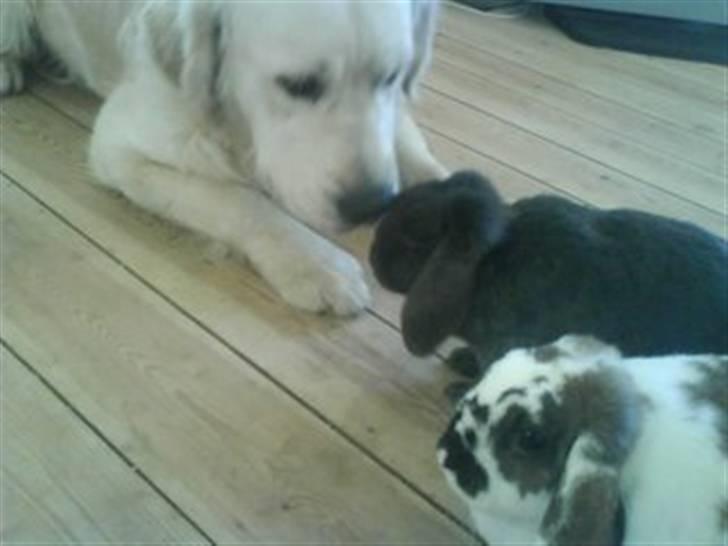 Golden retriever HUGO - mine to bedste venner kaninerne Ninka og Mussi billede 2