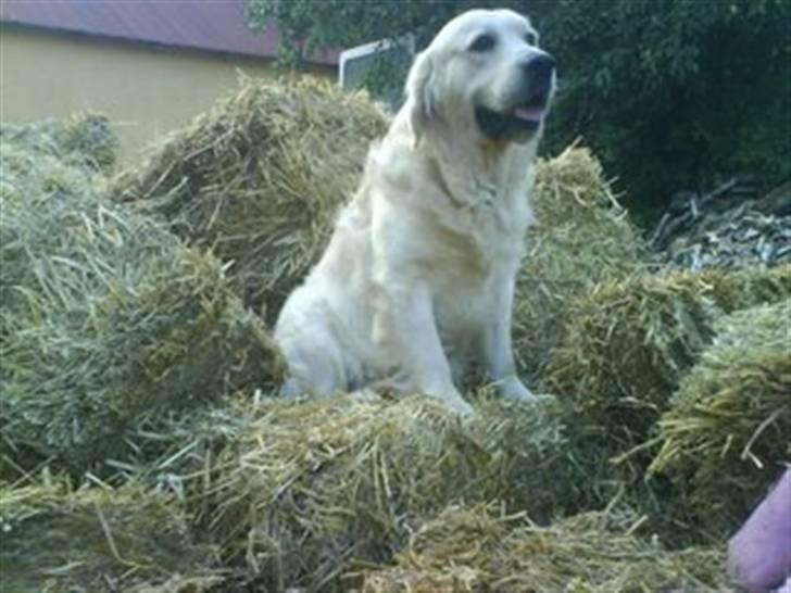 Golden retriever HUGO - kongen opppe på halm bjerget:) billede 3