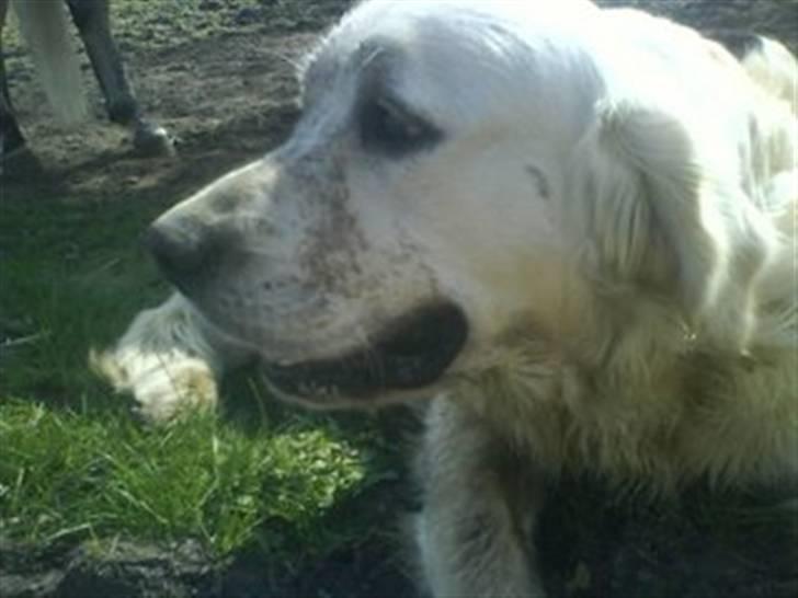 Golden retriever HUGO - elsker bare mudder:) billede 4