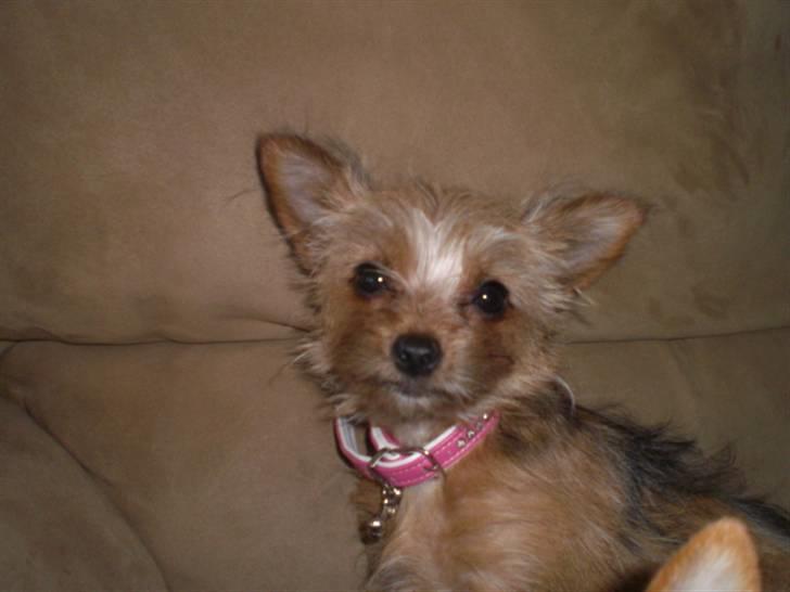 Blanding af racer *** Pippi ***FLYTTET*** - Min moar synes, jeg er sååååå sød og smuk.. bliver smukkere for hver dag der går.... billede 12