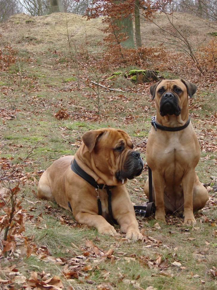 Bullmastiff Bonzo - Her er jeg så med min nye "lillesøster" billede 10