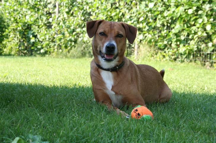 Østrigsk pinscher Lillekjær´s Lucie - Lucie 2 år billede 18