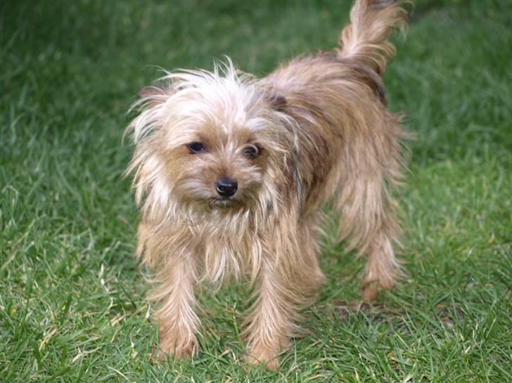 Blanding af racer *** Pippi ***FLYTTET*** - Lækkermusen Pippi....11 juli.2008 billede 16