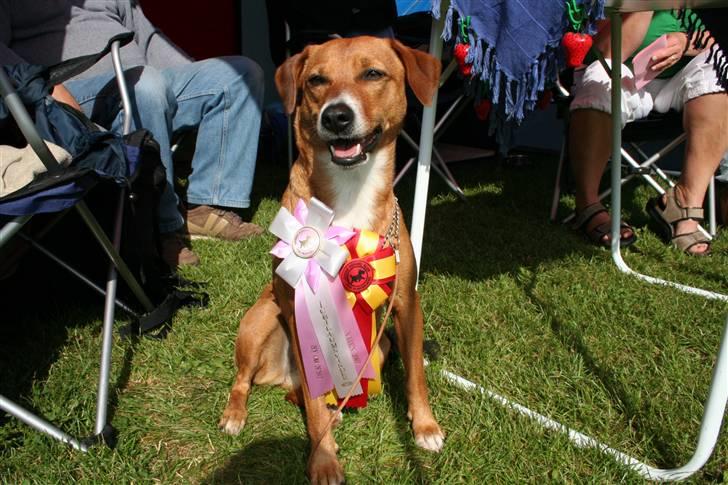 Østrigsk pinscher Lillekjær´s Lucie billede 19