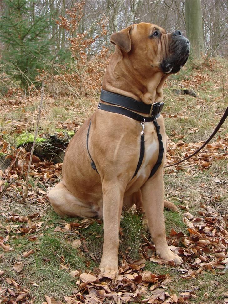 Bullmastiff Bonzo billede 11
