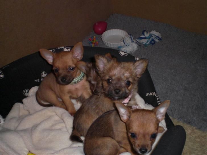 Blanding af racer *** Pippi ***FLYTTET*** - Pippi og hendes søskene billede 17