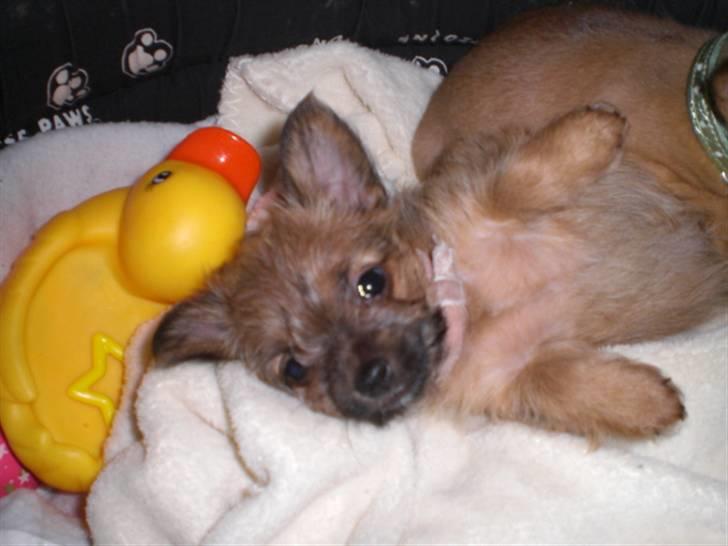 Blanding af racer *** Pippi ***FLYTTET*** - Charmerende hvalp.....Pippi... billede 18