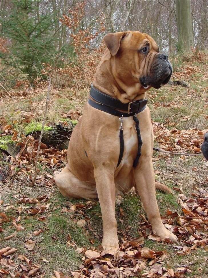 Bullmastiff Bonzo billede 12