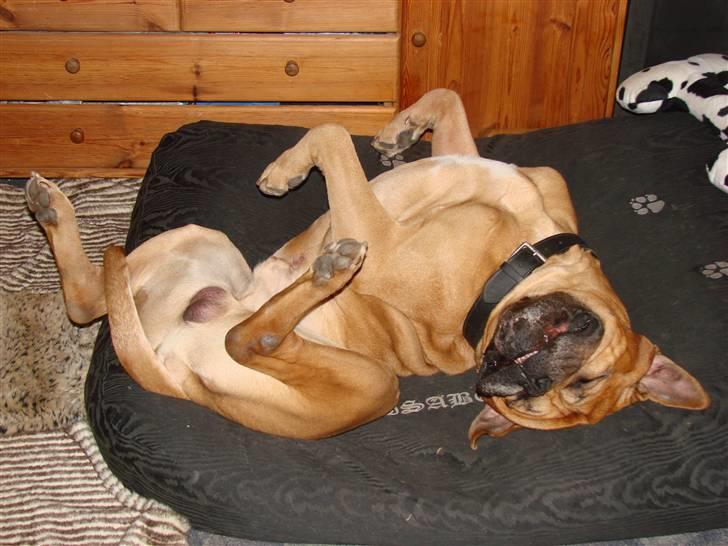 Bullmastiff Bonzo - Isabellas pude er bare så dejlig! billede 13