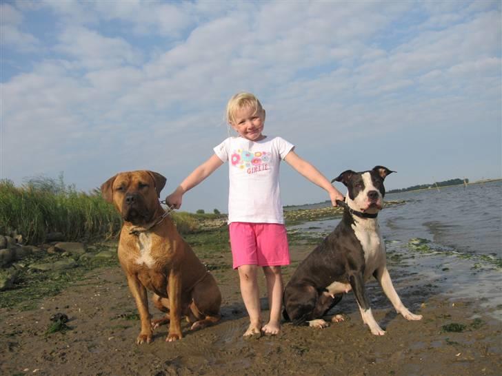 Amerikansk staffordshire terrier Trunte billede 20