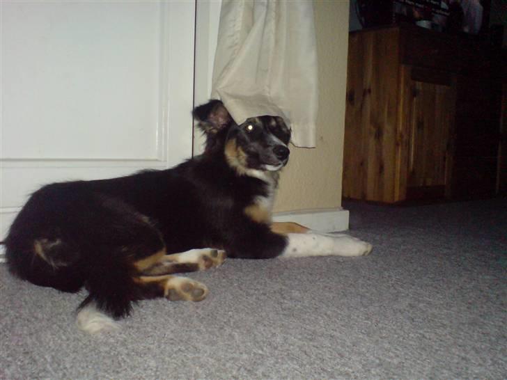 Border collie Sheila R.I.P - se min ny hat.... billede 26