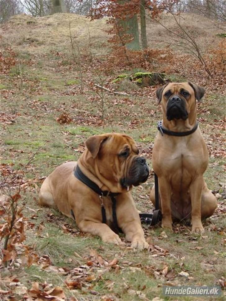 Bullmastiff Isabella - Her er jeg sammen med min nye "storebror" Bonzo billede 15