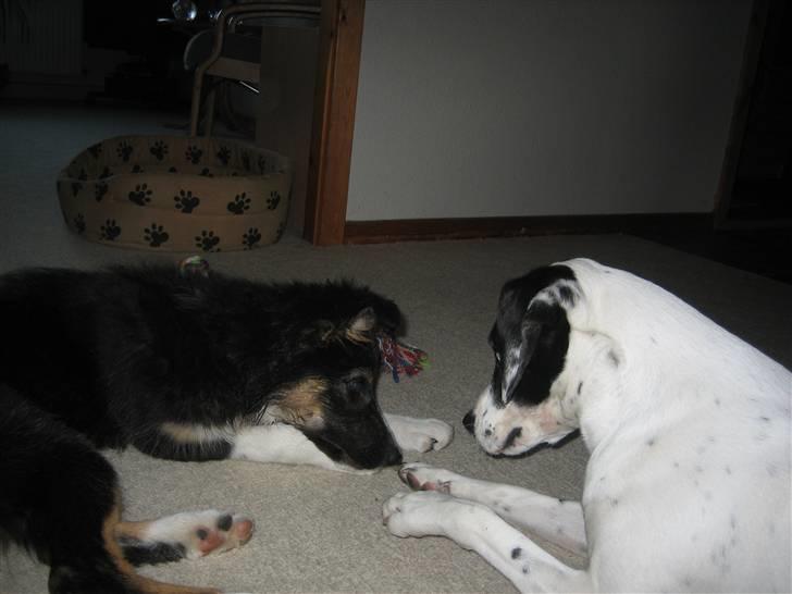 Border collie Sheila R.I.P - har du sur poter billede 27