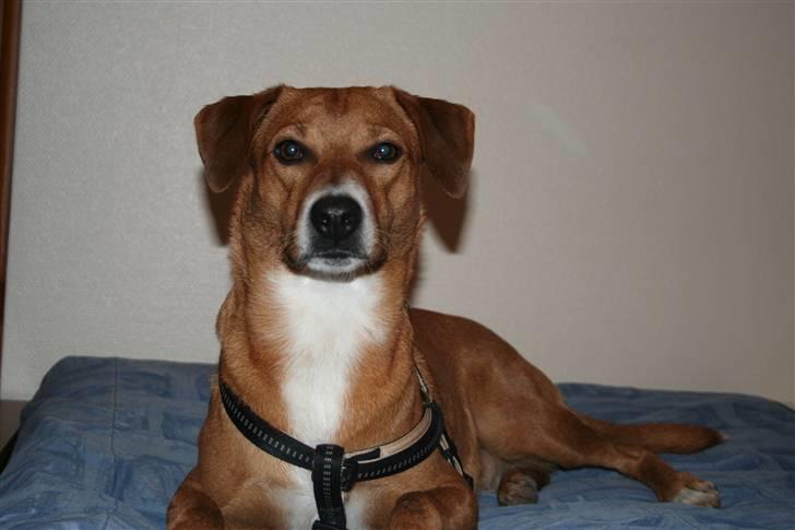 Østrigsk pinscher Lillekjær´s Lucie billede 20