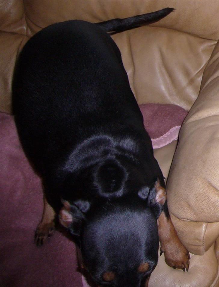 Dvaergpinscher Nemo - Her kan man så se min dejlige vivl :) billede 13