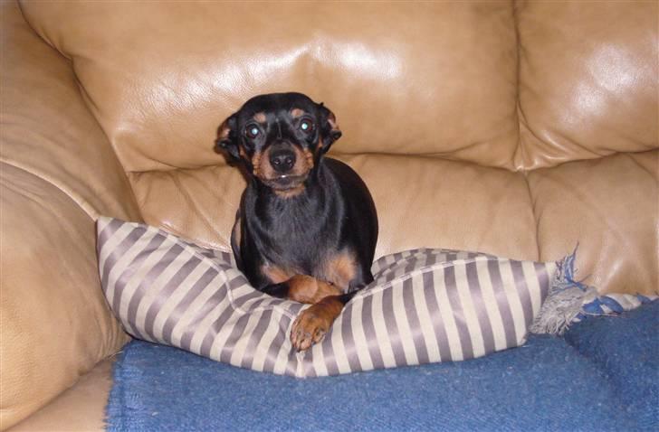 Dvaergpinscher Amina billede 12