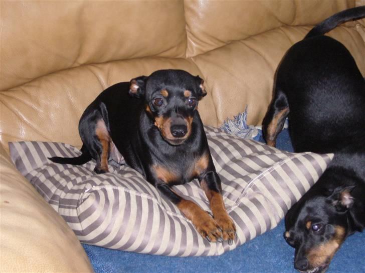 Dvaergpinscher Amina - Min mor jane ved siden af. billede 13