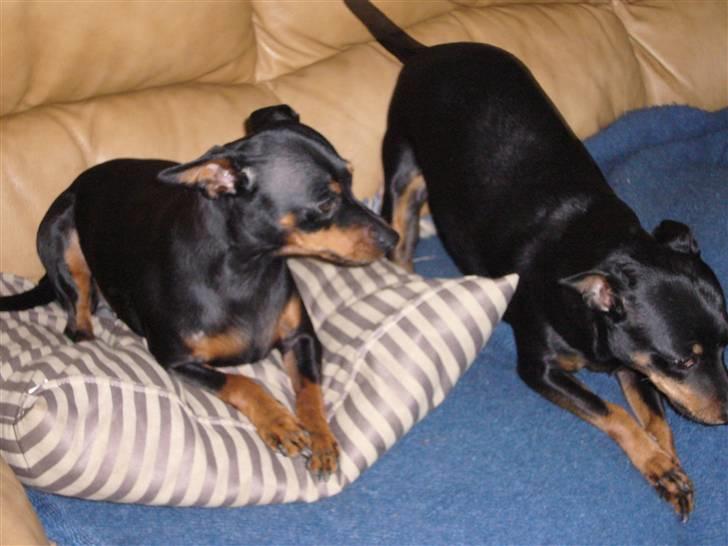 Dvaergpinscher Amina - Hvad pokker laver du mor? billede 14