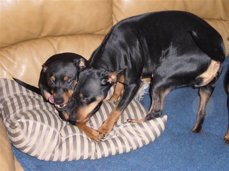 Dvaergpinscher Amina - Hallo Nemo ! Det er mig der bliver taget billede af lige nu :) billede 15