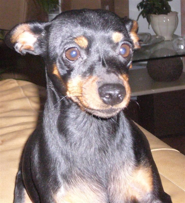 Dvaergpinscher Amina billede 16