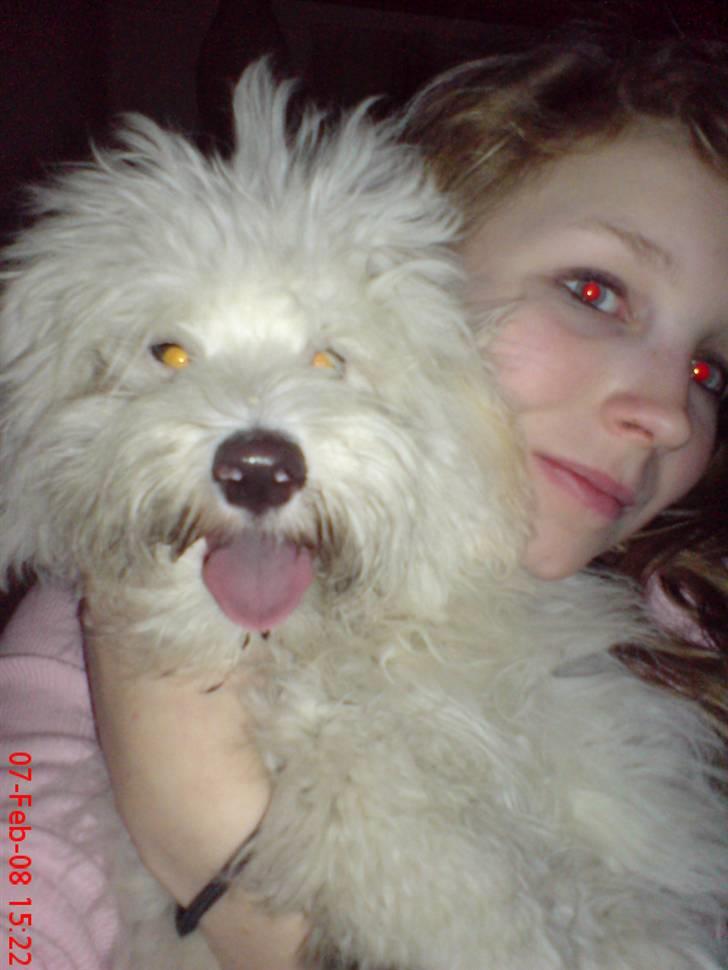 Coton de tulear Casmo - casmo  og catrine <3 billede 15