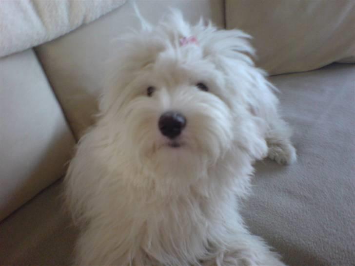 Coton de tulear Casmo billede 16