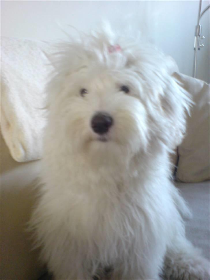 Coton de tulear Casmo billede 17