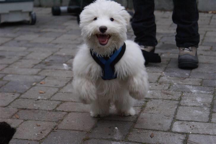 Coton de tulear Casmo - hopsa billede 18