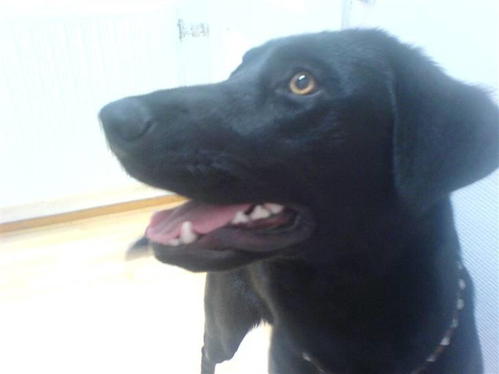 Blanding af racer Molly billede 1