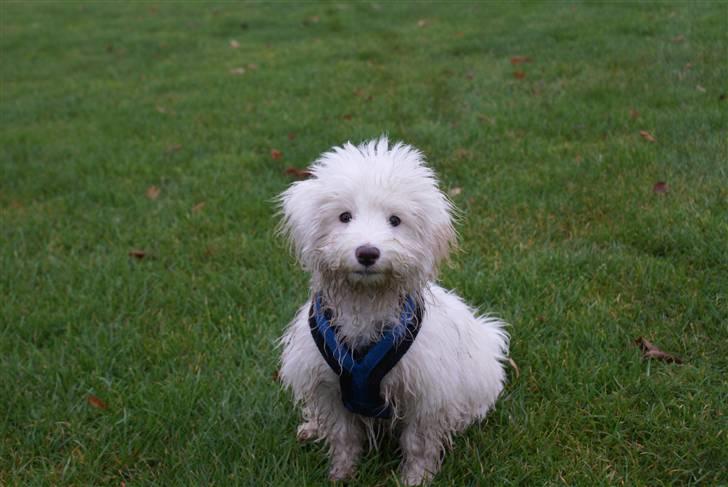 Coton de tulear Casmo - hvad sker der for pelsen billede 19