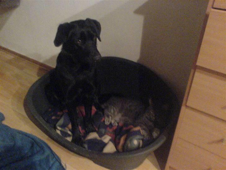 Blanding af racer Molly billede 2