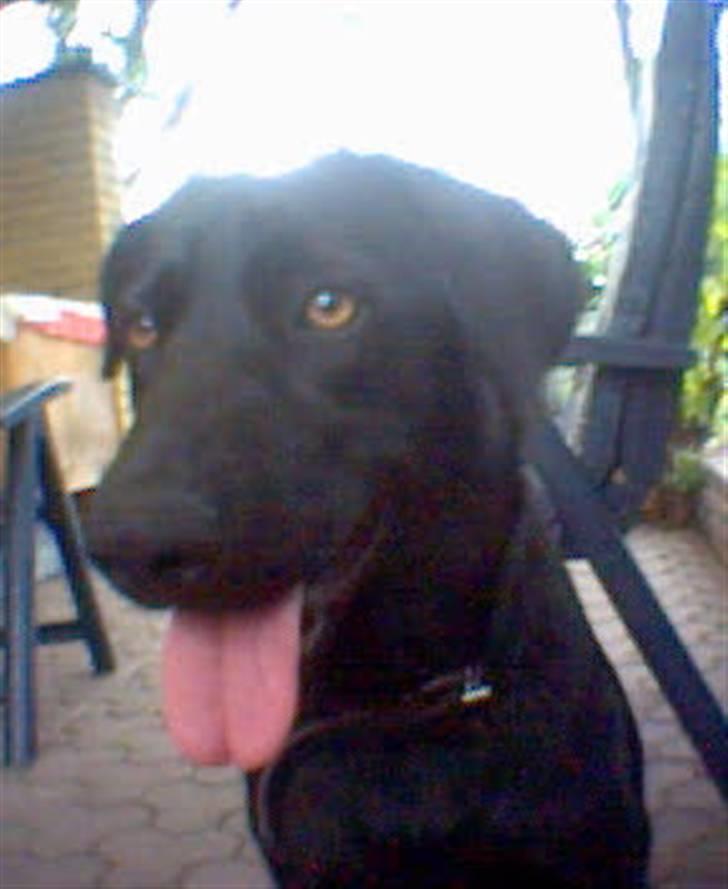 Blanding af racer Molly billede 3