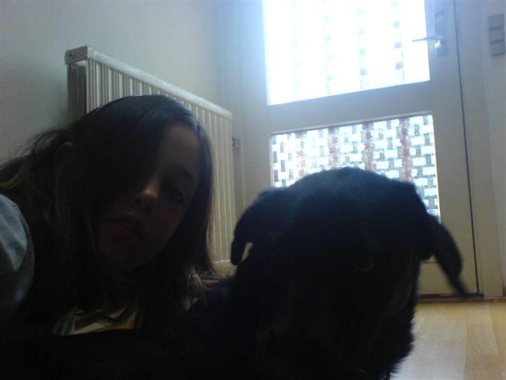 Blanding af racer Molly billede 4