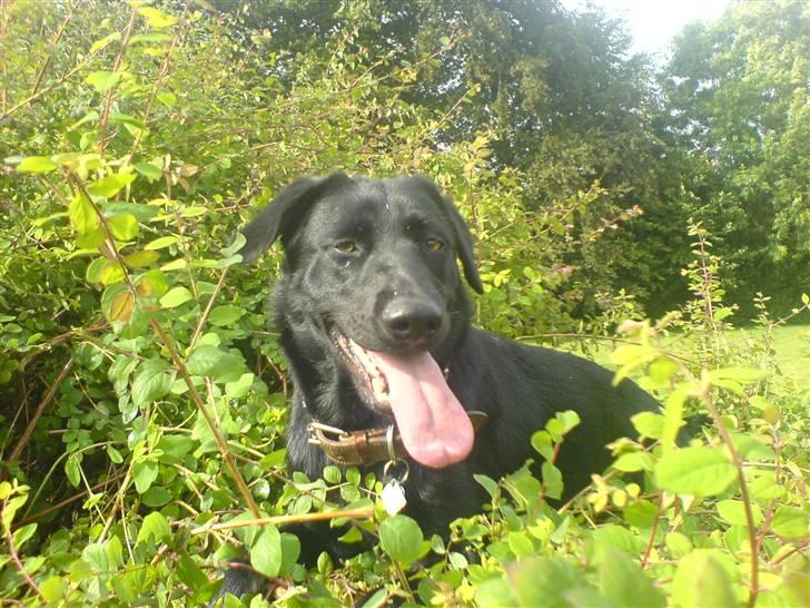 Blanding af racer Molly billede 5