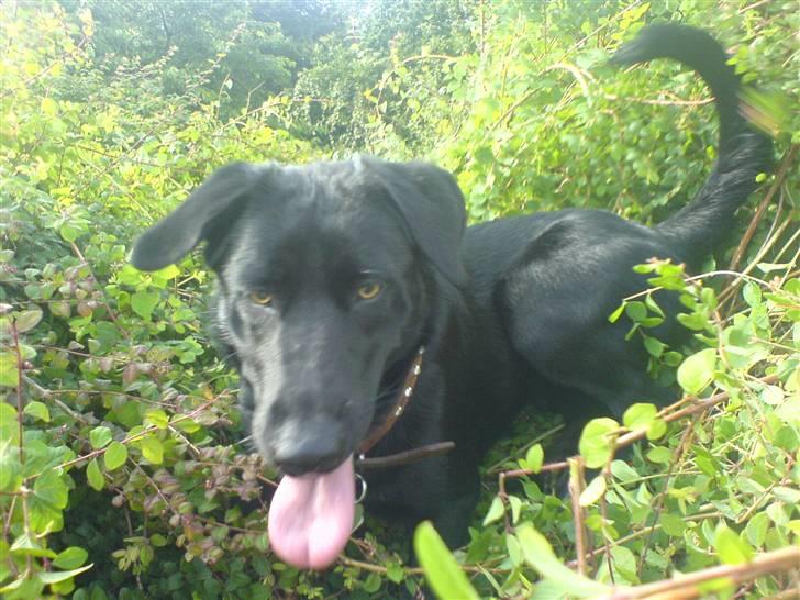 Blanding af racer Molly billede 6