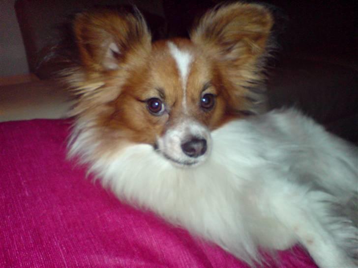 Papillon Thygesminde´s Don Carlos billede 8