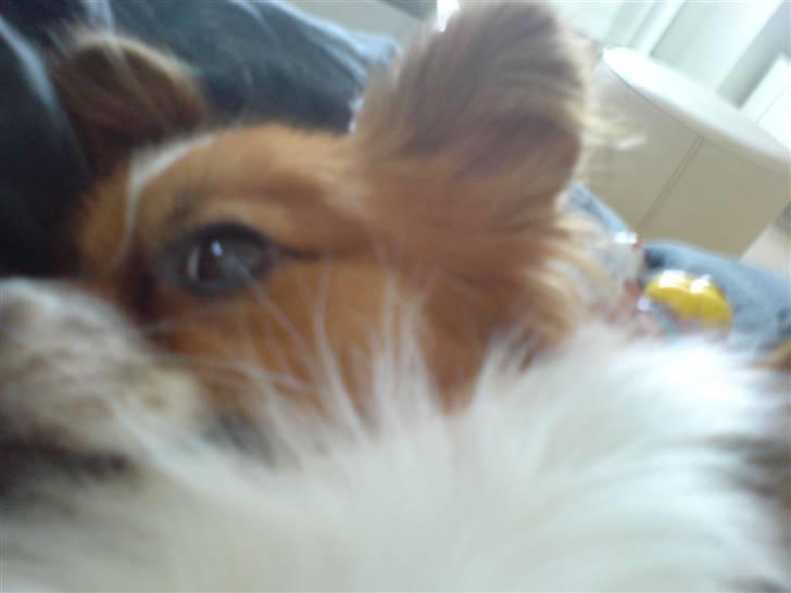 Papillon Thygesminde´s Don Carlos billede 9