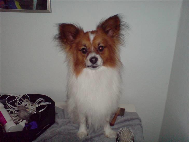 Papillon Thygesminde´s Don Carlos billede 10