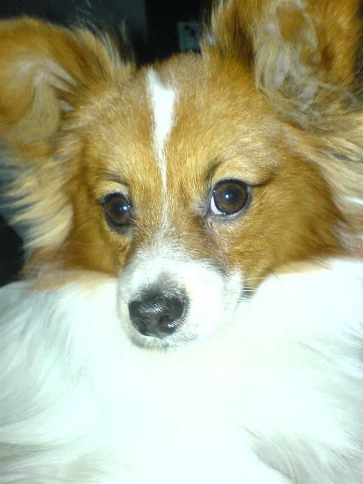 Papillon Thygesminde´s Don Carlos billede 11