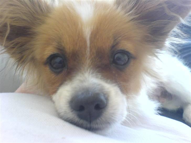 Papillon Thygesminde´s Don Carlos billede 12