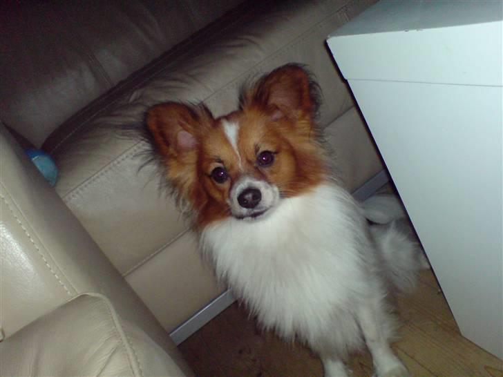 Papillon Thygesminde´s Don Carlos billede 13