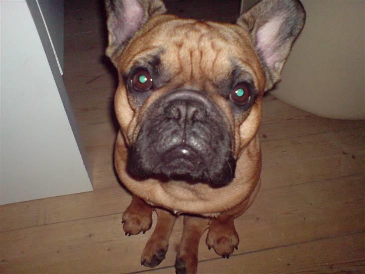 Fransk bulldog Lancome´s Viablo billede 6