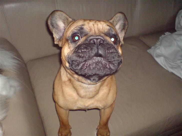 Fransk bulldog Lancome´s Viablo billede 7